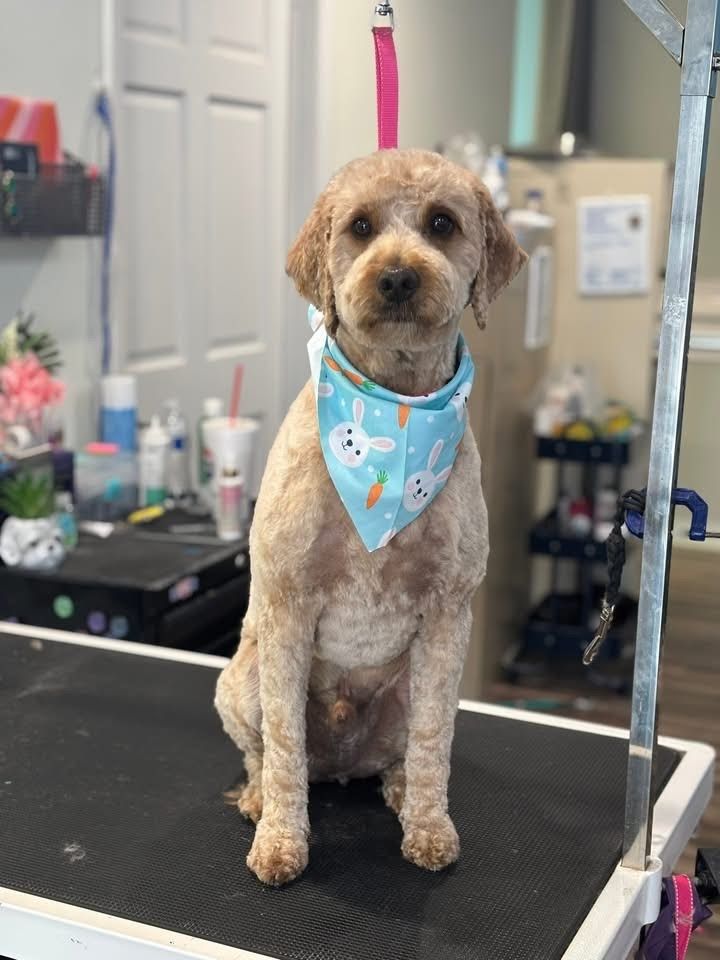 Apricot doodle in a blue bunny bandana sitting on the table