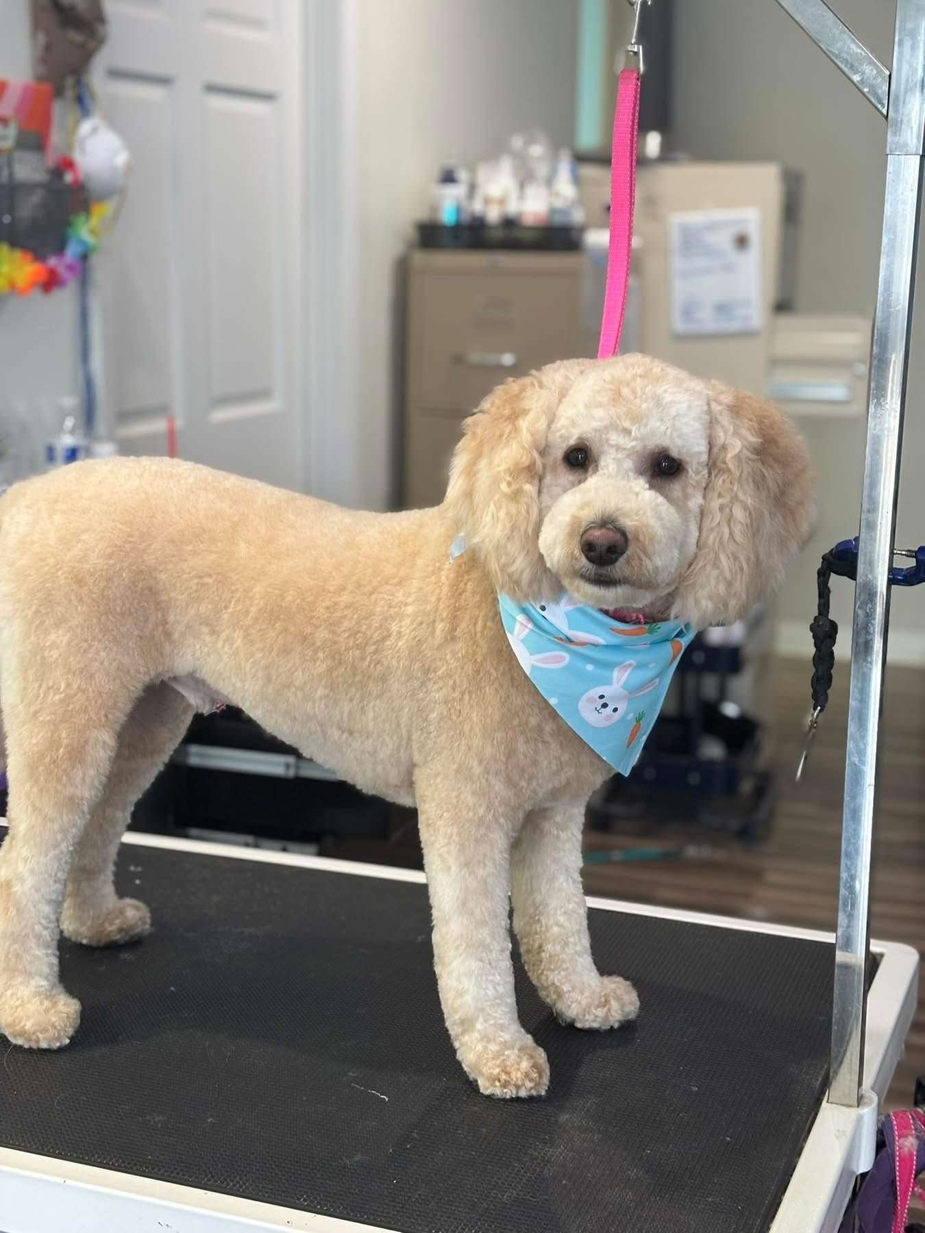 Cream doodle standing in a blue carrot bandana after grooming