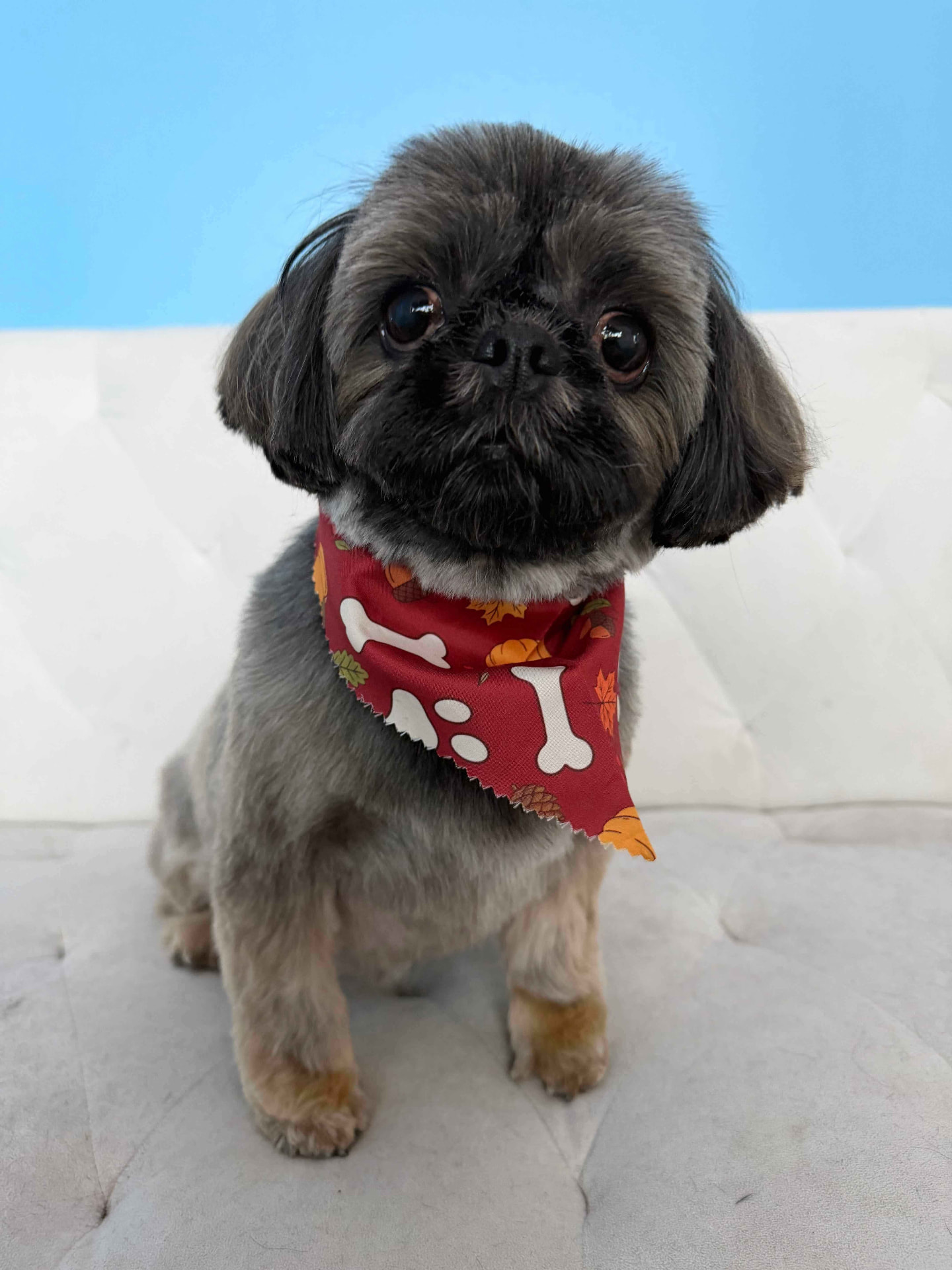 Shih Tzu in a red bone-print bandana against a blue backdrop