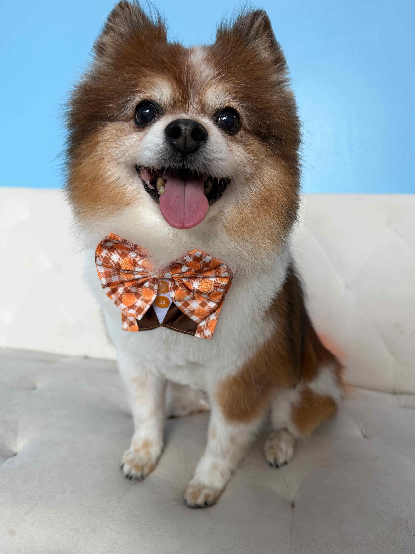 Smiling Pomeranian in an orange pumpkin bow tie