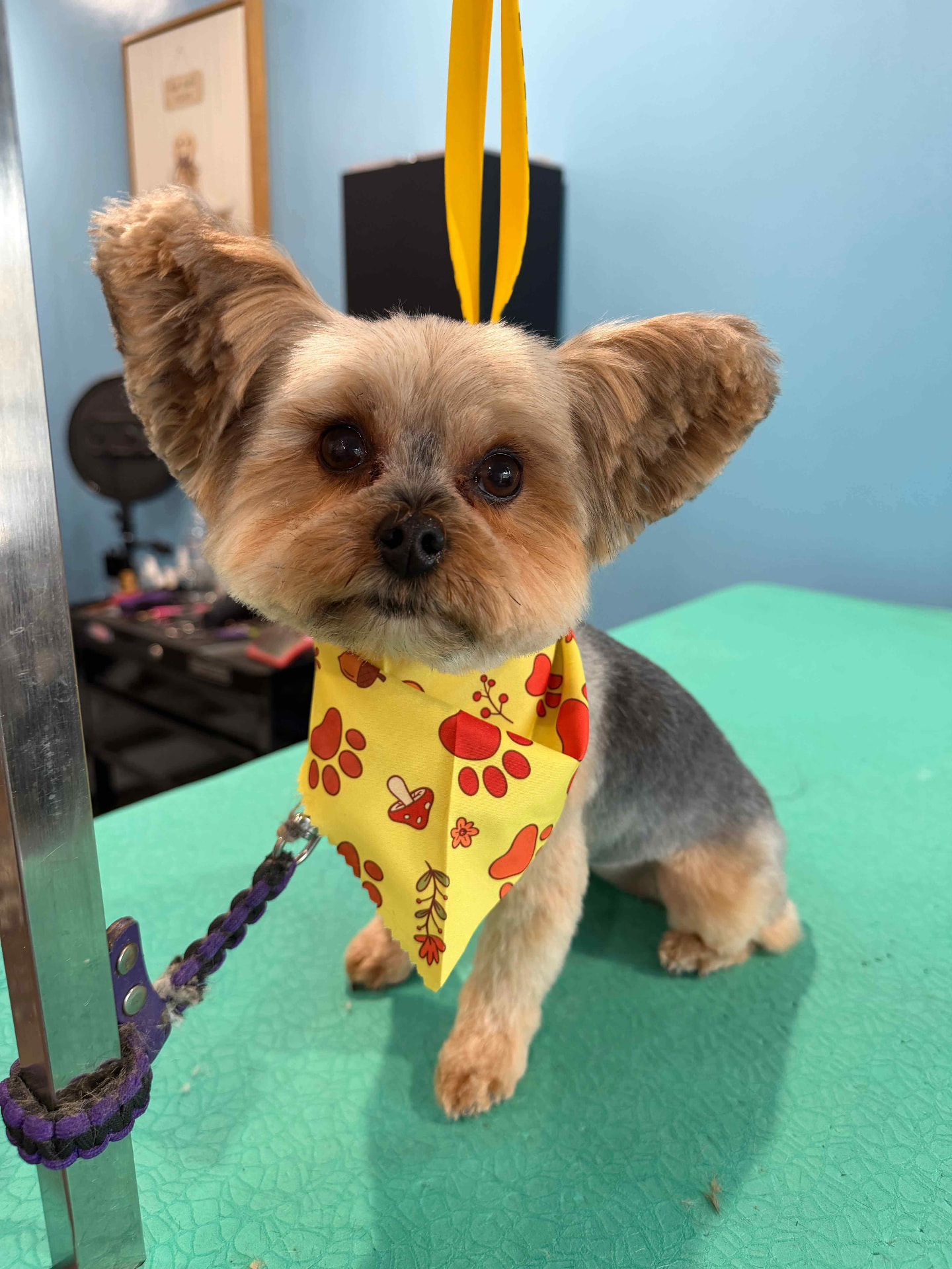 Yorkie in a yellow paw-print bandana on a green table