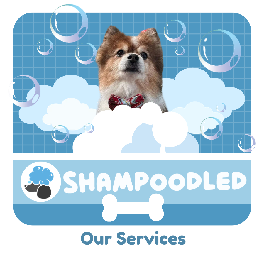 Our Services — Shampoodled pup in the tub
